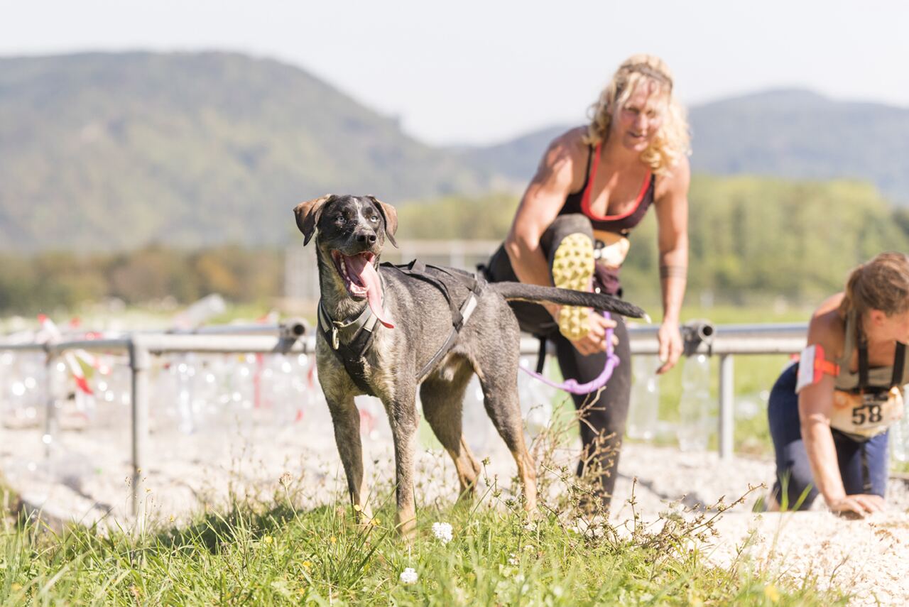 Hund läuft voraus