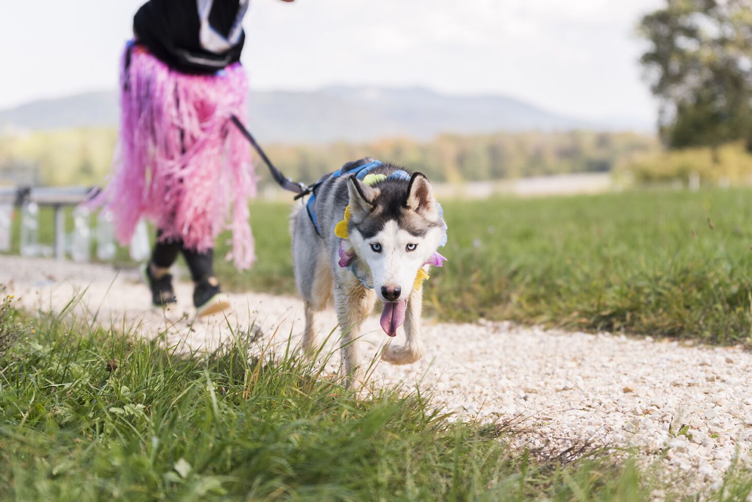 Hund neben Läuferin