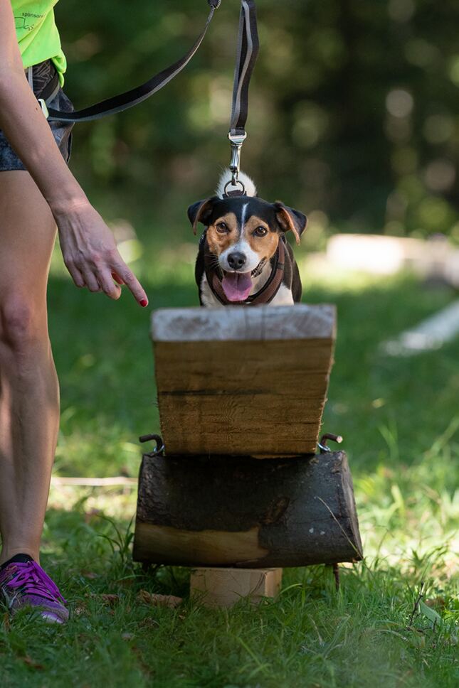 Hund und Mensch im Ziel