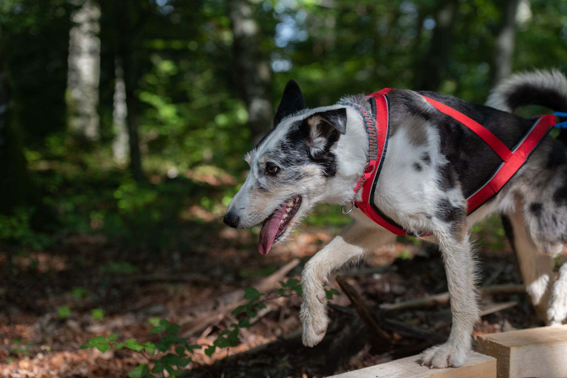 Hund springt über Hindernis
