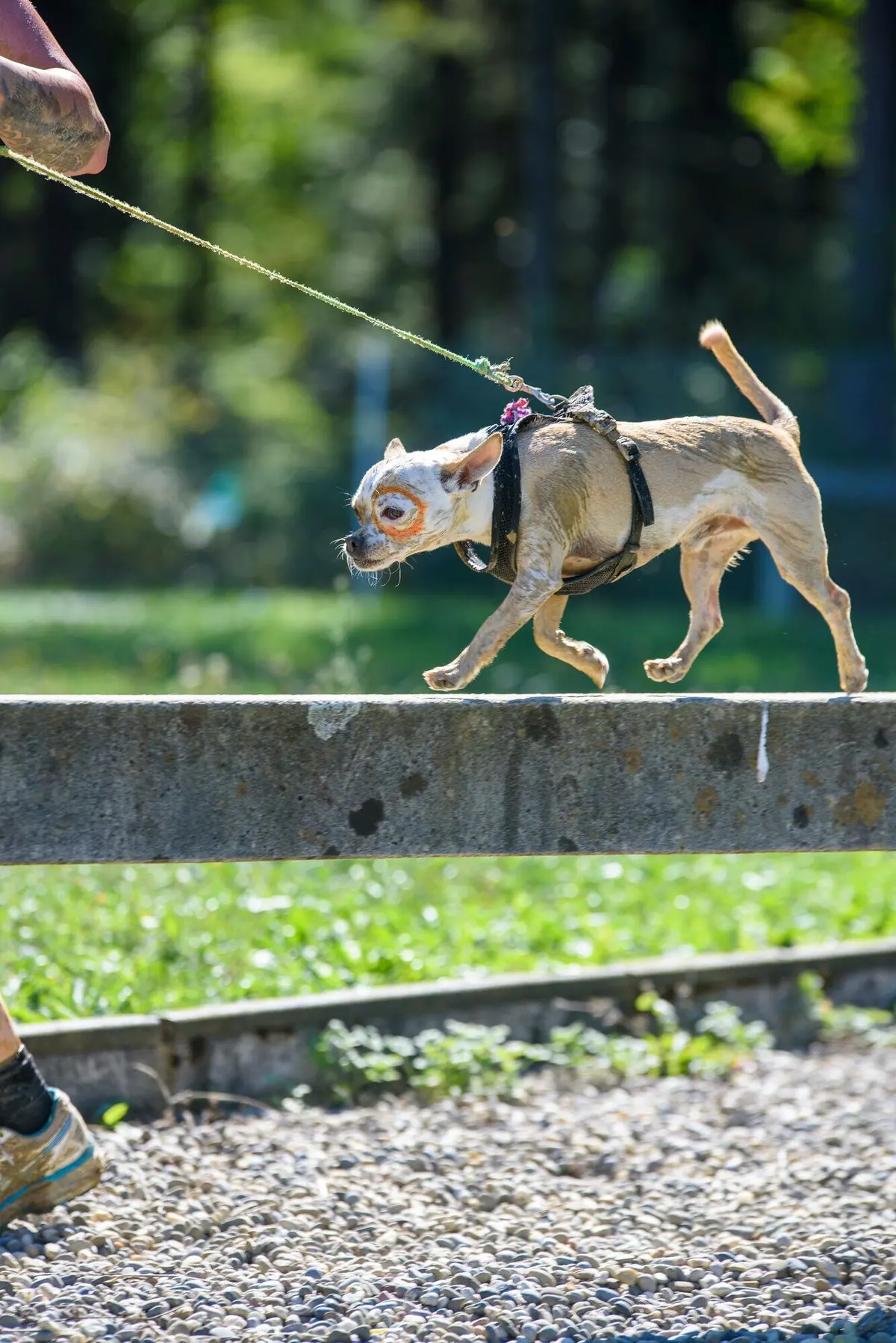 Hund balanciert über einen Holzbalken