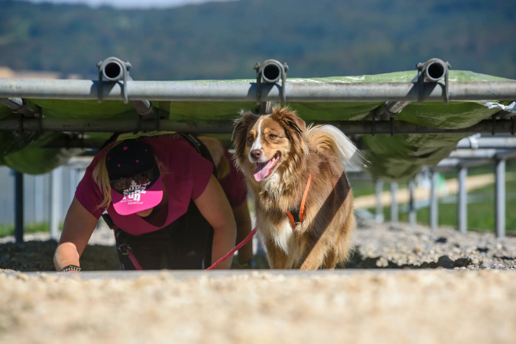 Läuferin und Australian Shepherd kriechen gemeinsam unter einer Plane durch