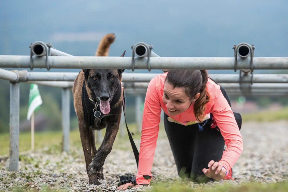 Läuferin und Malinois kriechen nebeneinander unter Metallstangen durch