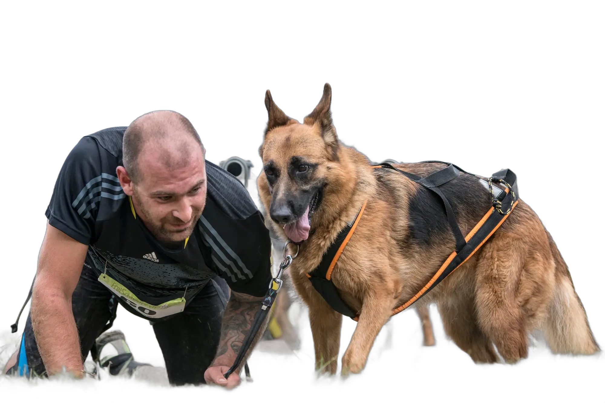 Läufer und Schäferhund kriechen Schulter an Schulter unter den Stangen durch