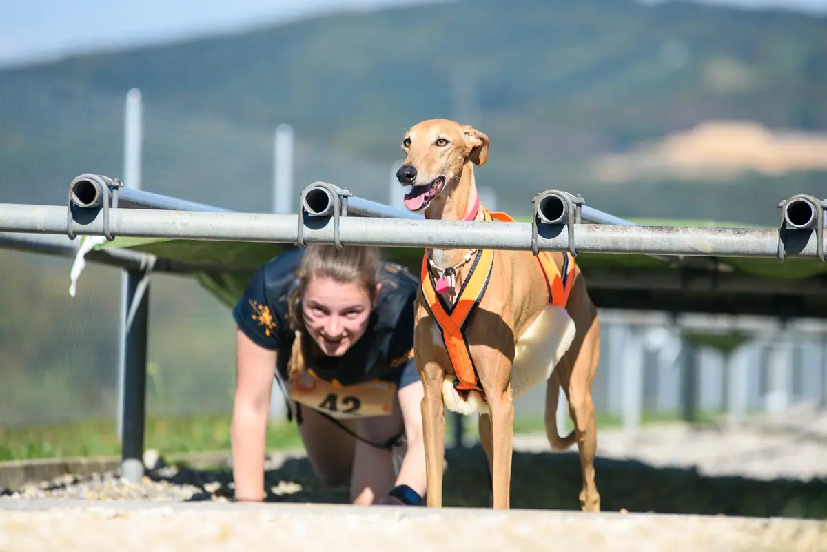 Läuferin und Windhund kriechen unter Metallstangen durch