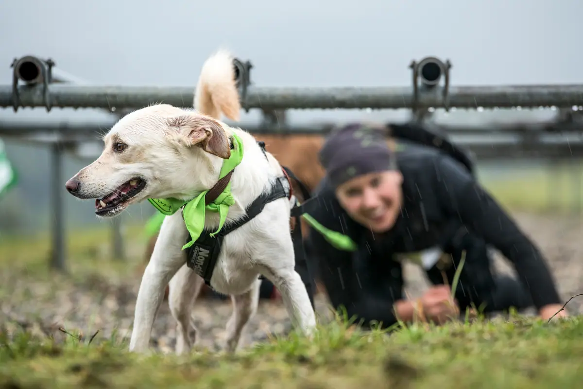 Weisser Hund mit grünem Halstuch kriecht vor seiner lachenden Läuferin unter den Stangen durch