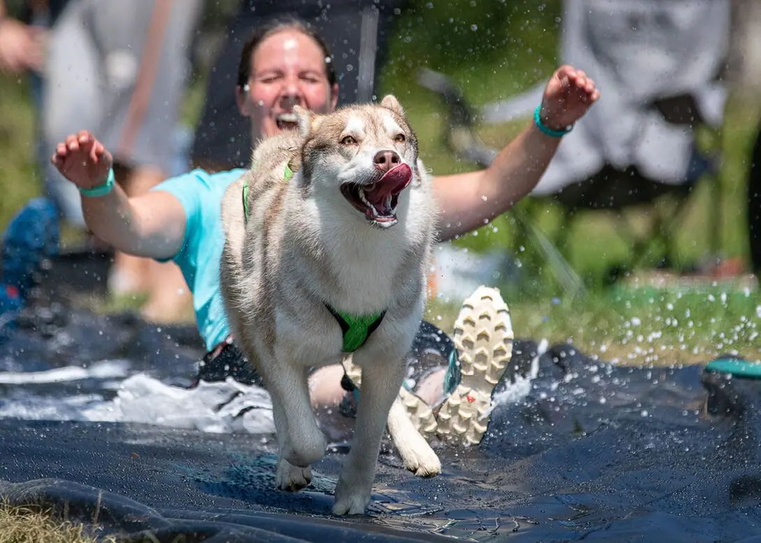 Husky rennt durch spritzendes Wasser, dahinter jubelt seine Läuferin